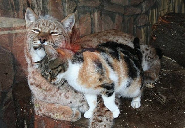 Zoo Adopts Stray Cat After It Sneaks in and Becomes BFF With Lynx