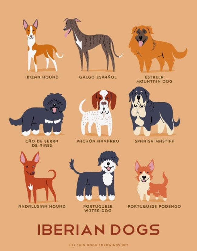 Adorable Drawings of Dog Breeds, Grouped By Their Place of Origin