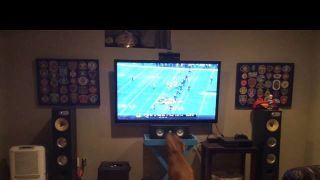 Golden Retriever Loves Watching Football SO FUCKING MUCH OH MY GOD