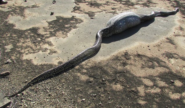 This Python Ate a Porcupine, Which Turned Out to Be a Bad Idea