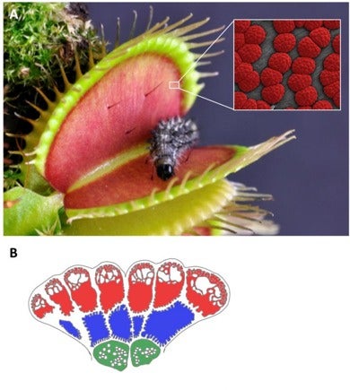 How the Venus Flytrap Became Predator Instead of Prey