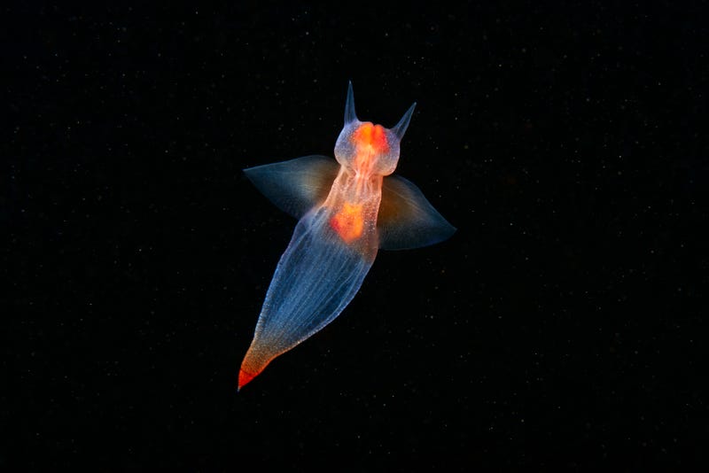 Las fotos más espectaculares de los Sony World Photography Awards parecen de otra dimensión