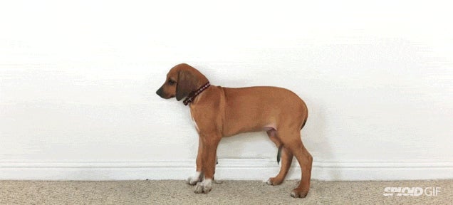 Watch a puppy grow into a full grown dog in 23 seconds
