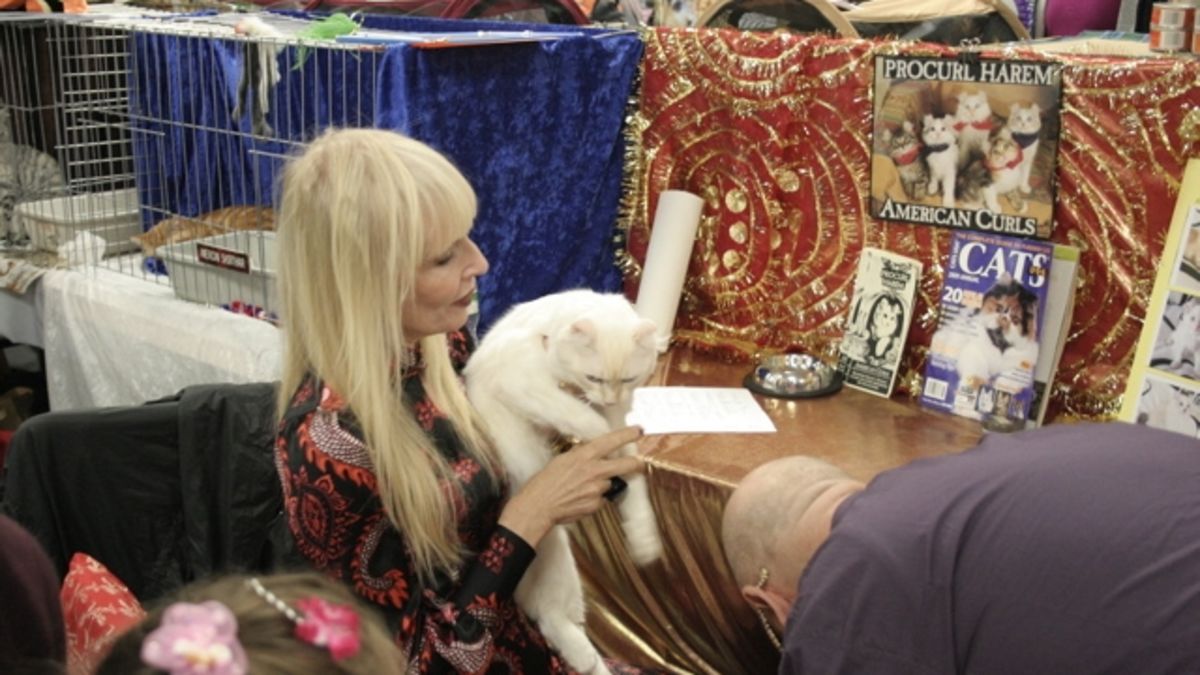 Cats Being CAThletes: An Afternoon at the CFA Iams Cat Championship