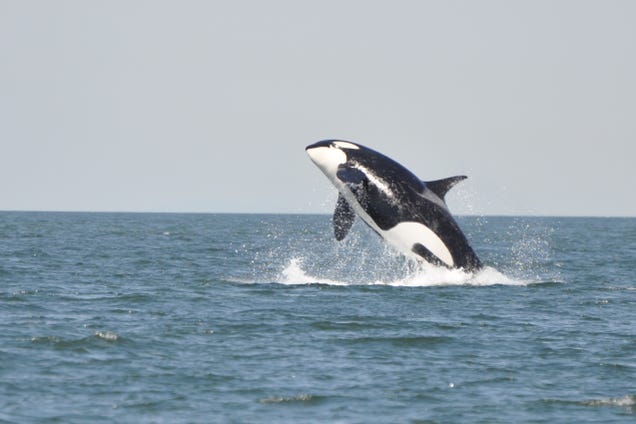 Evidence that Killer Whales Are Trying to Communicate with Dolphins