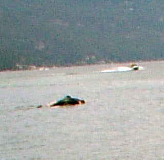 Baby Ogopogo Found in Canadian Lake?