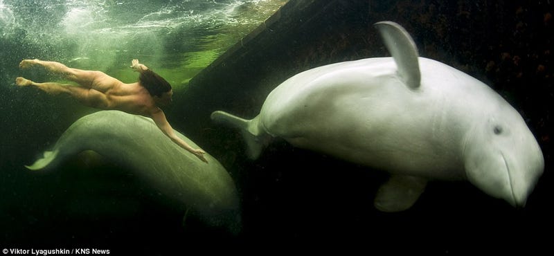 Gorgeous Photographs Of A Naked Woman Taming Beluga Whales In Frozen