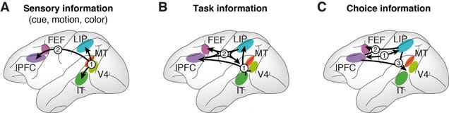 The 10 Percent of the Brain Myth is Still Bullshit, Neuroscientists Say