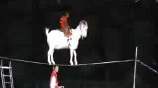 I Can't Stop Looking at This Weird Chinese Goat: Circus Tightrope Edition