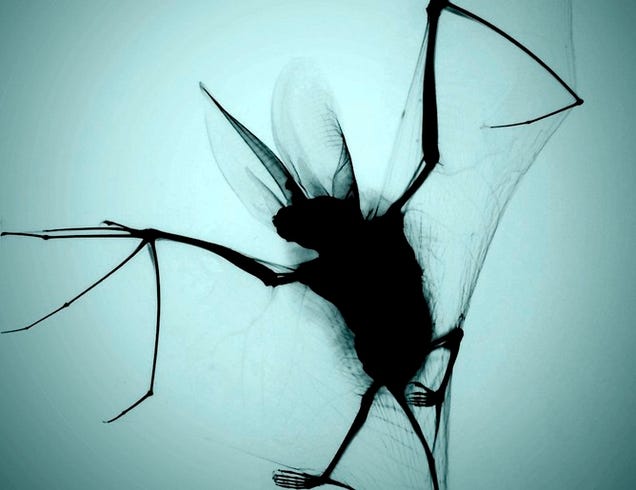 The Strange Stories Behind the Year's Best Scientific Images