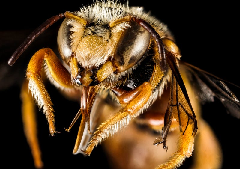 These Exquisite Bee Photographs Reveal Every Delicate Hair, Antenna, and Wing