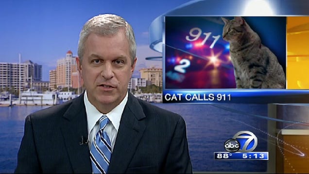 CAT DIALS 911 Is the Ultimate Summer News Story
