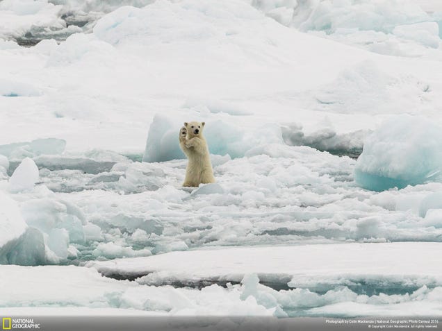 The best pictures from National Geographic's Photo Contest 2014