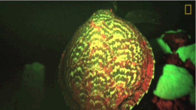 这只发光海龟是迄今为止发现的第一种生物荧光爬行动物