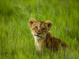 Caturday - Panthera leo Edition