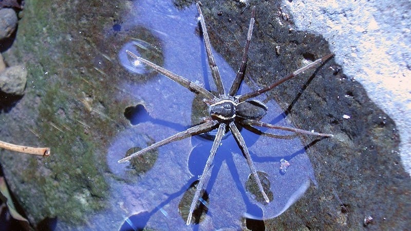 Descubren una nueva especie de araña en Australia que surfea las olas para cazar peces