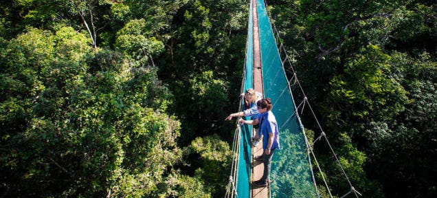 How To Dodge A Bullet Ant 12 Stories Up — In The Rainforest Canopy