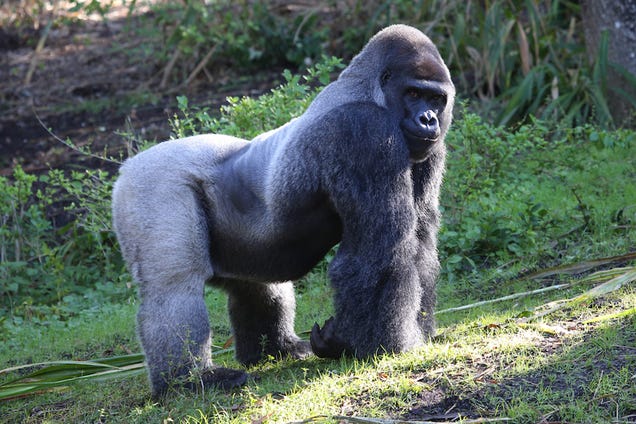 Zoo Mistakenly Shoots Guy in Gorilla Suit With Tranquilizer Dart