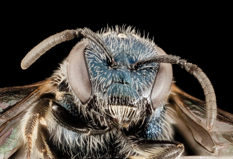 These Exquisite Bee Photographs Reveal Every Delicate Hair, Antenna, and Wing