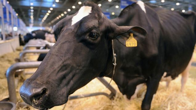 Lawmaker Says Pregnant Ladies are a Lot like Livestock