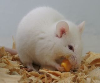 The Rat Park experiment