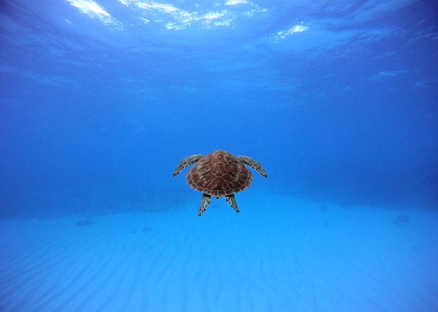 Holy crap, these entries from Nat Geo's 2012 Photo Contest are absolutely gorgeous