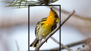 This Handy Web-Based Tool is Like Facial Recognition for Birds