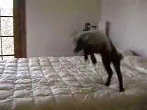 The Best Videos of the Week