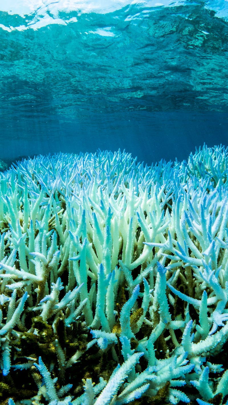 This Is Why the Great Barrier Reef Is Dying