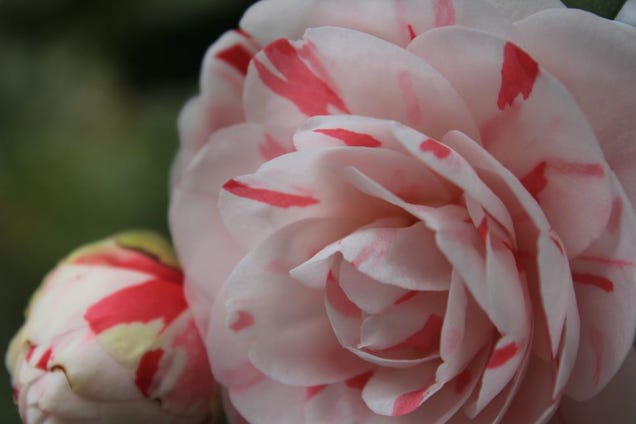 27 Serendipitous Shots Of Spring