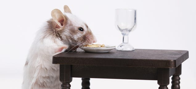 Lab Mice Got Really Unhealthy When They Only Ate Powdered Food