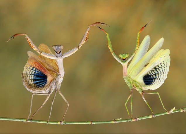 The best pictures from National Geographic's Photo Contest 2014