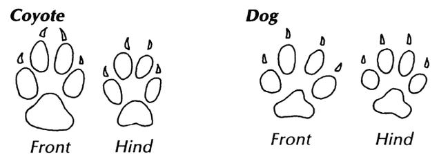 how do pomeranians live in human years how to keep your pets safe from coyotes how do pomeranians live in human years how to keep your pets safe from coyotes