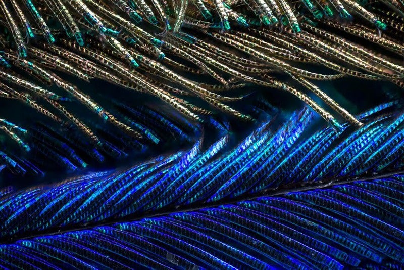 Amazing Photographs Capture the Microscopic Iridescence of Peacock Feathers