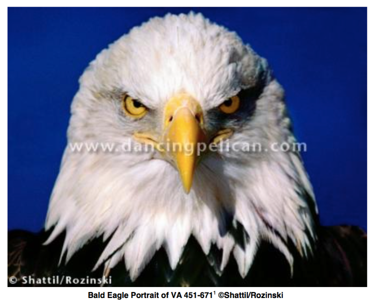 Donald Trump Settles Copyright Infringement Lawsuit Over "Piercing, Intimate" Bald Eagle Portrait