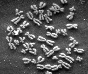 Race Has Little to Do with Genetic Makeup, Say Scientists