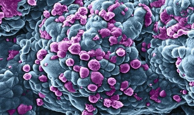 The Strange Stories Behind the Year's Best Scientific Images