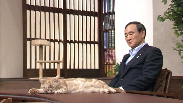 Cats Make Serious Japanese News Better
