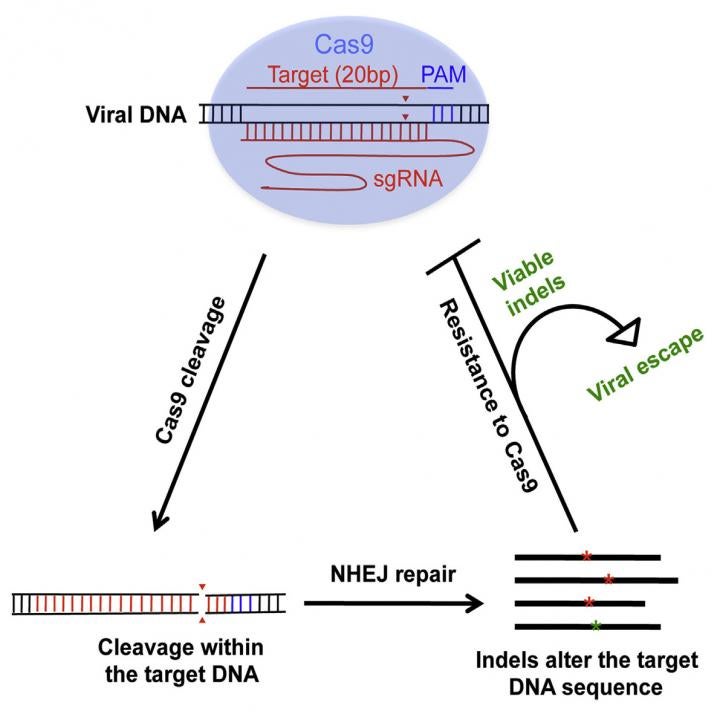 HIV Can Adapt to Gene-Editing Attacks