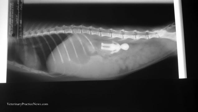 Mi perro se ha comido 43 calcetines, y otras sorpresas de los rayos X