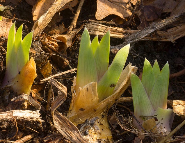 27 Serendipitous Shots Of Spring