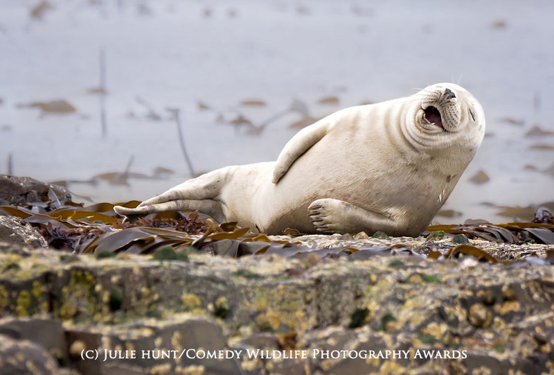 Este concurso de fotografía premia las imágenes más absurdas y divertidas del mundo animal
