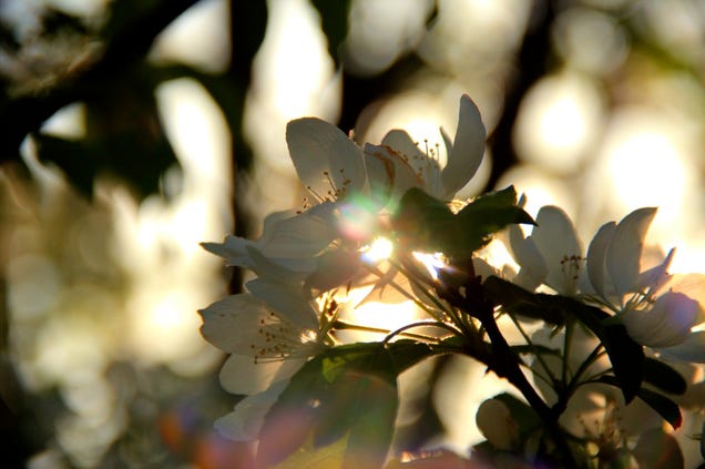 Shooting Challenge: Spring Gallery 1