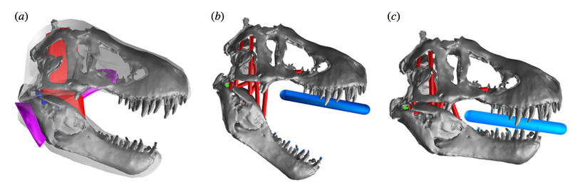 T. Rex's bite was the most powerful the world has ever known