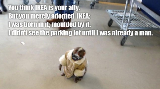 The Best of Ikea Monkey, the Meme