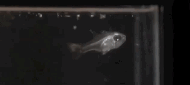 El extraño mecanismo de defensa que hace a este pez escupir luz