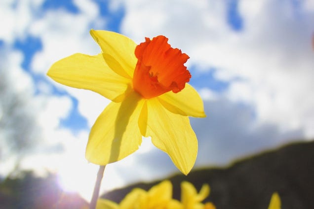 Shooting Challenge: Spring Gallery 3
