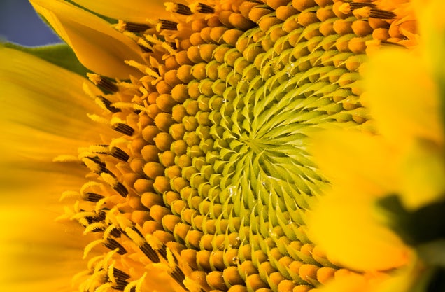 58 Giant Close-Ups Of Plants