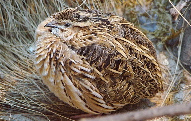 quails-can-make-themselves-poisonous