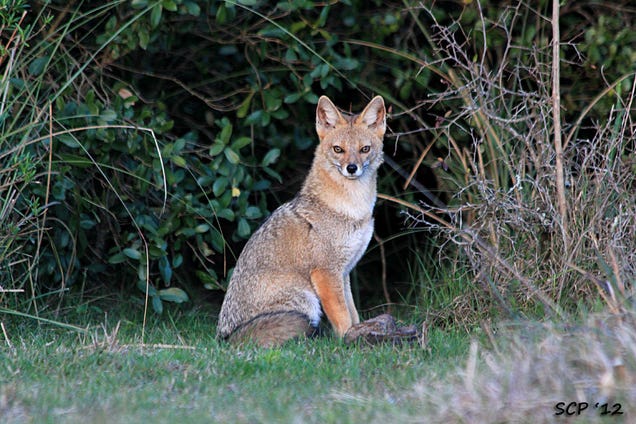 Wednesday Woof - Lycalopex gymnocercus Edition